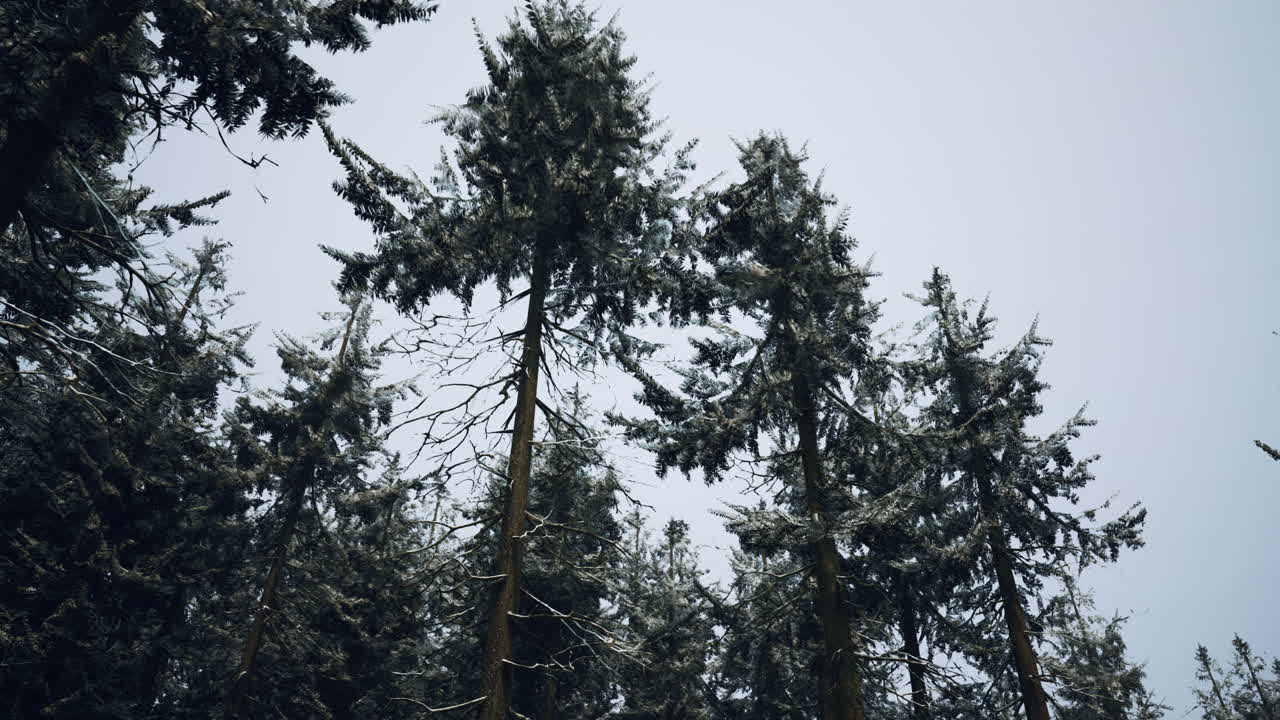 겨울 숲 에 있는 눈 인 소나무