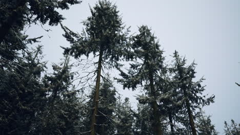 pinos nevados en un bosque de invierno