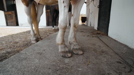 granja de caballos en cámara lenta 1