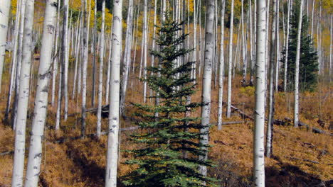 Independence-Pass-golden-aspen-leaves-in-pine-tree-forest-grove-road-fall-autumn-yellow-green-colors-aerial-drone-cinematic-late-afternoon-Snowmass-Mountain-Vail-Telluride-Ashcroft-sunny-forward