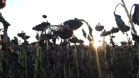 field of wilted sunflowers at sunset