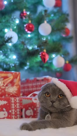 Cat Wearing Red Santa Claus Hat Near a Boxs with a Gift Holiday Concept Cat Wearing Red Santa Claus Hat Near a Boxs with a Gift Holiday Concept High Quality full Footage