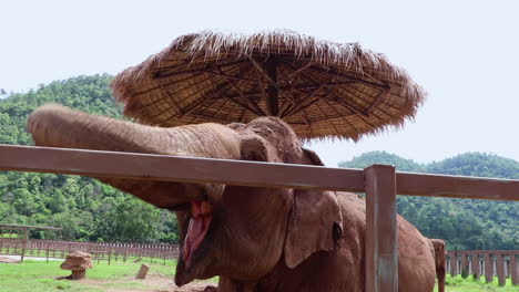 Hands-reaching-out-to-touch-and-elephant-trunk-in-slow-motion