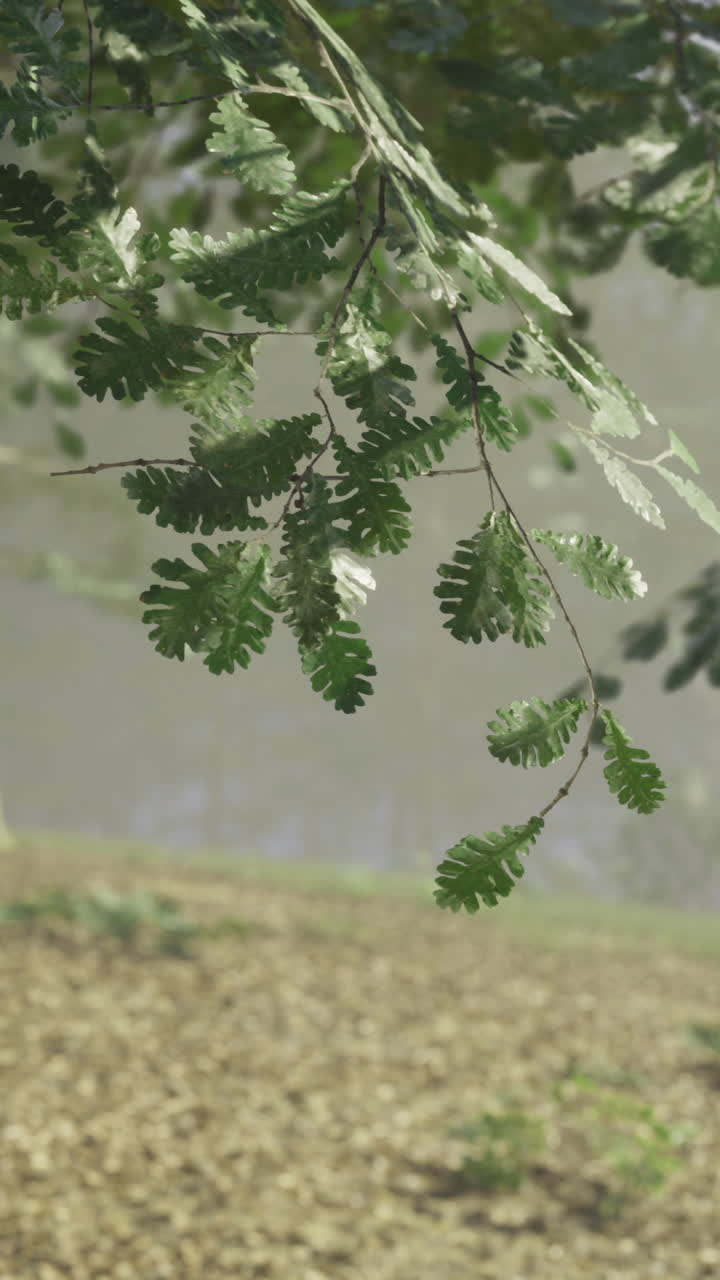 Lush greenery and rocky landscape in a serene forest at dawn