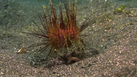 underwater-surprise:-radiant-sea-urchin-raises-from-sandy-bottom-revealing-that-it-is-not-walking-by-itself-but-carried-by-a-crab-using-the-urchin-as-a-shield-against-predators