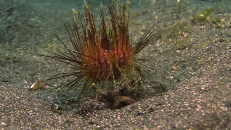 underwater surprise: radiant sea urchin raises from sandy bottom revealing that it is not walking by itself but carried by a crab using the urchin as a shield against predators