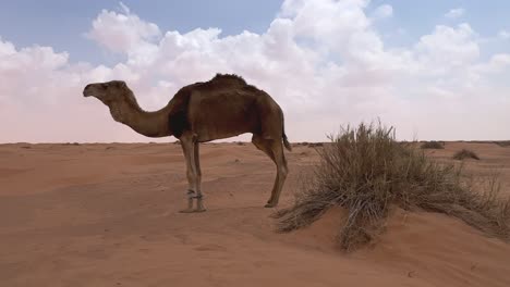 dromedary camel with tied front legs tries to walk in sandy sahara desert of tunisia