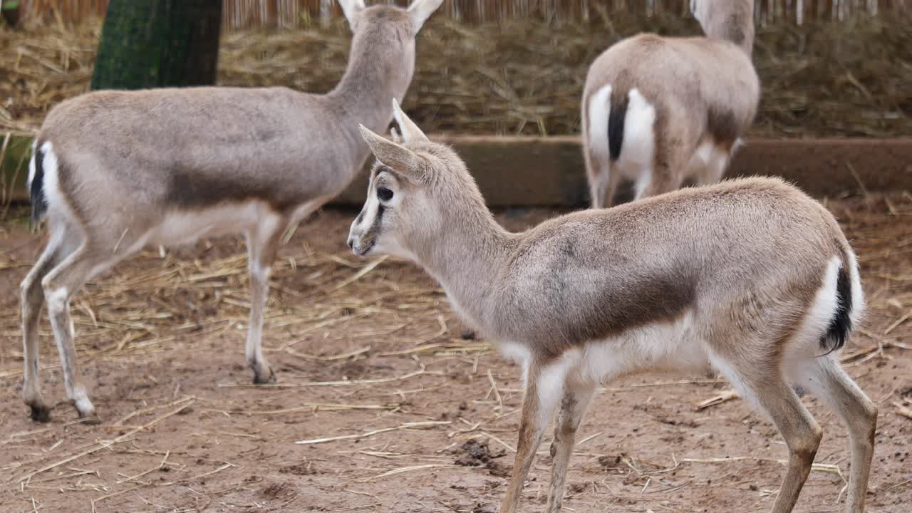 Gazelles in a zoo enclosure