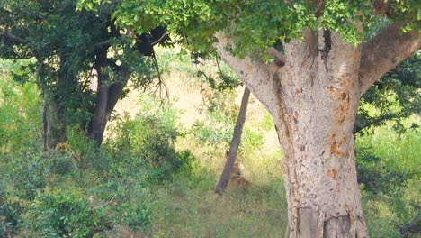 el león del sur se levanta de la larga hierba de la sabana, sudáfrica