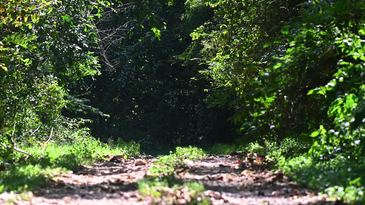 camino a través de la selva, parque nacional kaeng krachan, tailandia