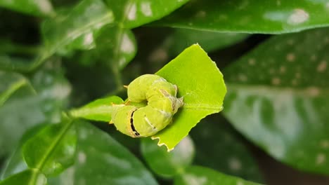 Un-Gusano-Verde-Come-Masticar-Hojas-Verdes-De-Cítricos-Oruga-Plaga-Limpia-Hojas-De-Limón-En-El-Jardín-Deshacerse-De-Los-Animales