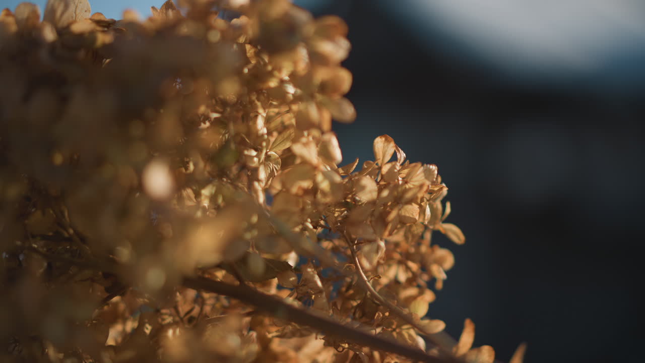 Dusk illuminated flower closeup. Cinematic macro shot of backlit hydrangea blossoms at sunset. Intimate botanical portrait of luminous hydrangea petals illuminated during evening twilight