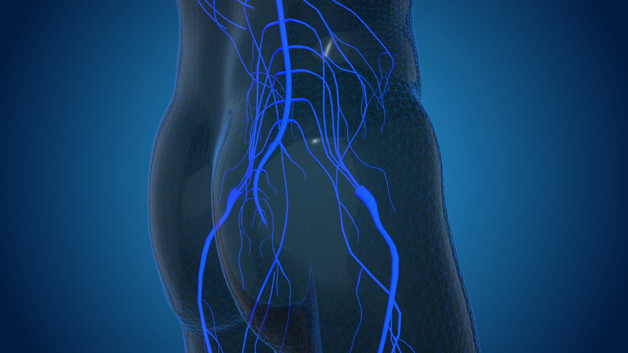 Human Body Anatomy: Posterior View of Blood Vessels in the Hips and Thighs