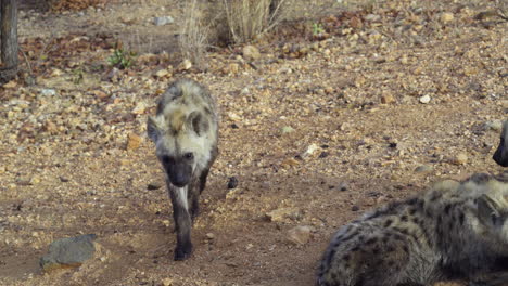 spotted hyena pup walking to others of the clan, towards camera