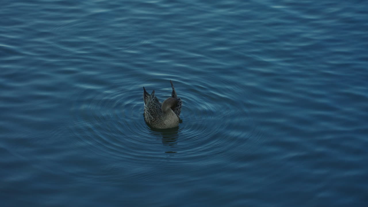 Female Northern Pintail Foraging Food And Preening Plumage On Rippling Water