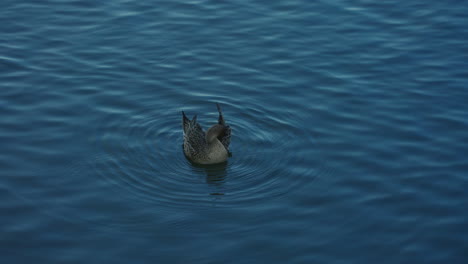 female northern pintail foraging food and preening plumage on rippling water