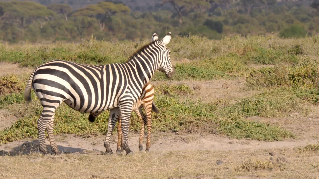 우드 에 있는 아프리카 평야 에서 새끼 와 함께 있는 어머니 제브라