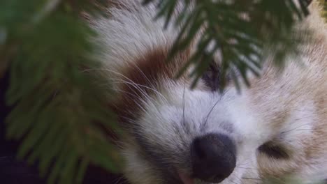 cerca de un panda rojo descansando