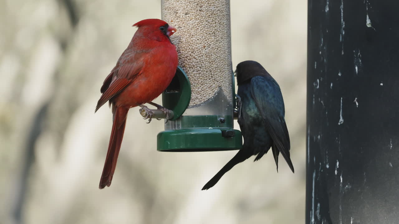 A Brown Headed Cowbird and a Northern Cardinal eating seed from a bird feeder - Molothrus ater and Cardinalis cardinalis