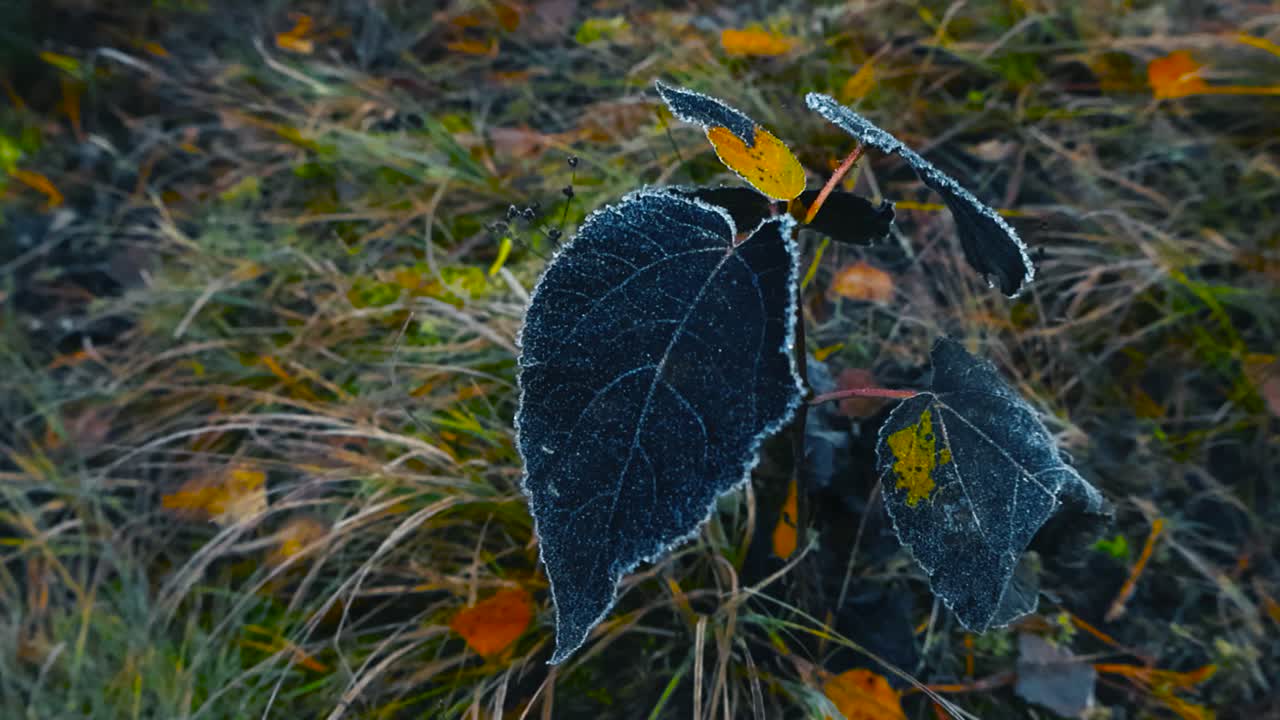 Low angle orbiting a stem with black leaves covered in morning white frost, reveals leaf pattern. Textured bog landscape with autumn frosty grasses and colorful fallen leaves in shallow depth of field