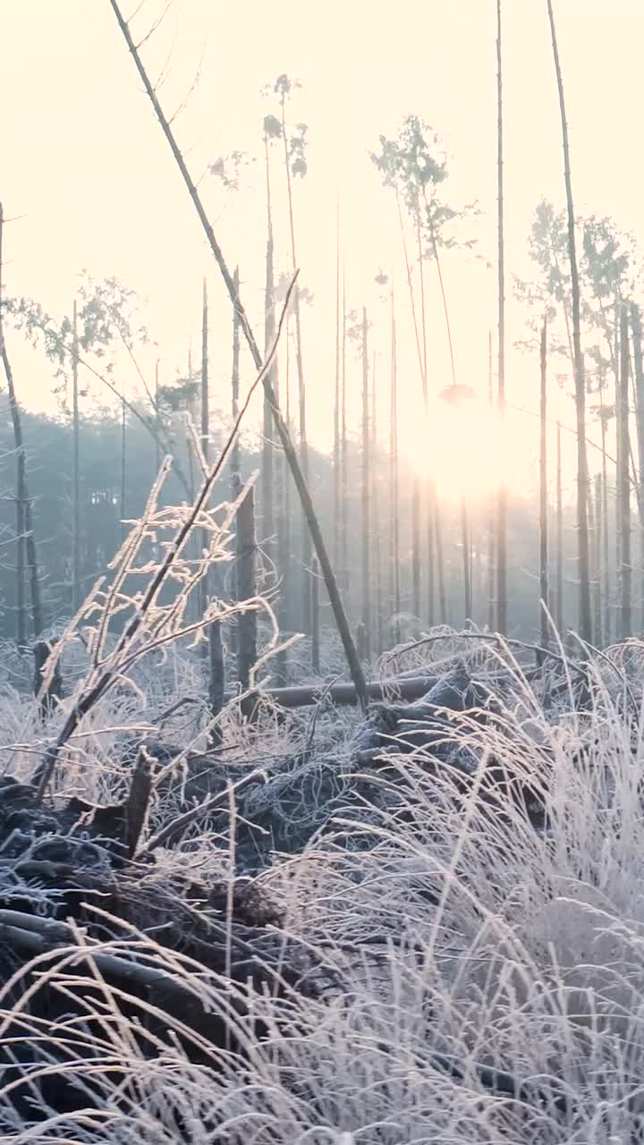 얼어붙은 숲의 해가 뜨는 곳