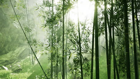 morning atmosphere in a bamboo forest