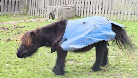 pony rolls on grass and stands up