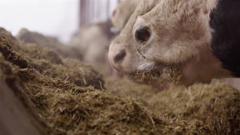 agriculture - cow muzzles eating fodder in cowshed, slow motion close up