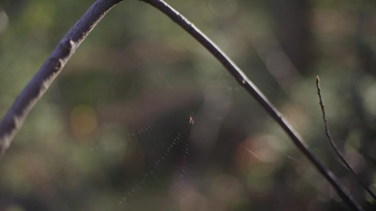 A tiny spider hangs on its delicate web in a forest setting during a sunny day, close-up