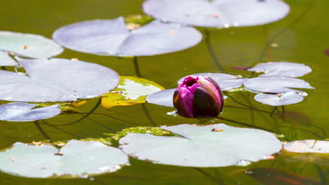 Zeitraffer-Der-Lila-Lotusblume,-Die-Blütenblätter-öffnet,-Die-Im-Teich-In-Chile-Schwimmen