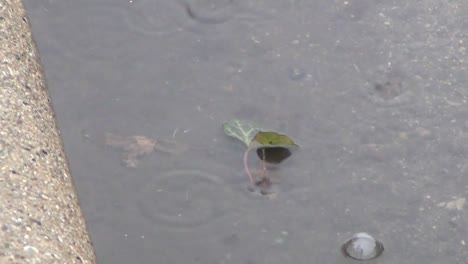 a slow pan follows a leaf as it floats in a small stream along the side of a street gutter
