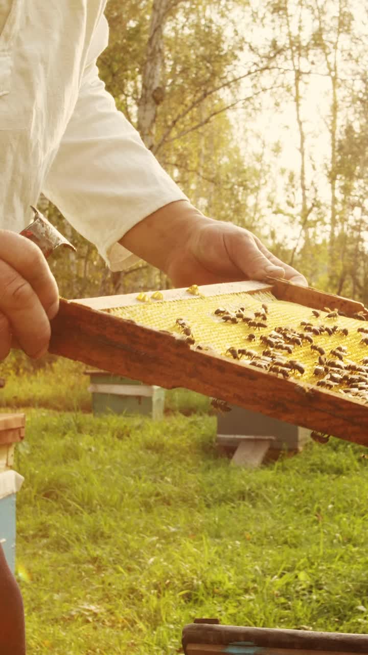 Beekeeper inspecting honeycomb frame in apiary
