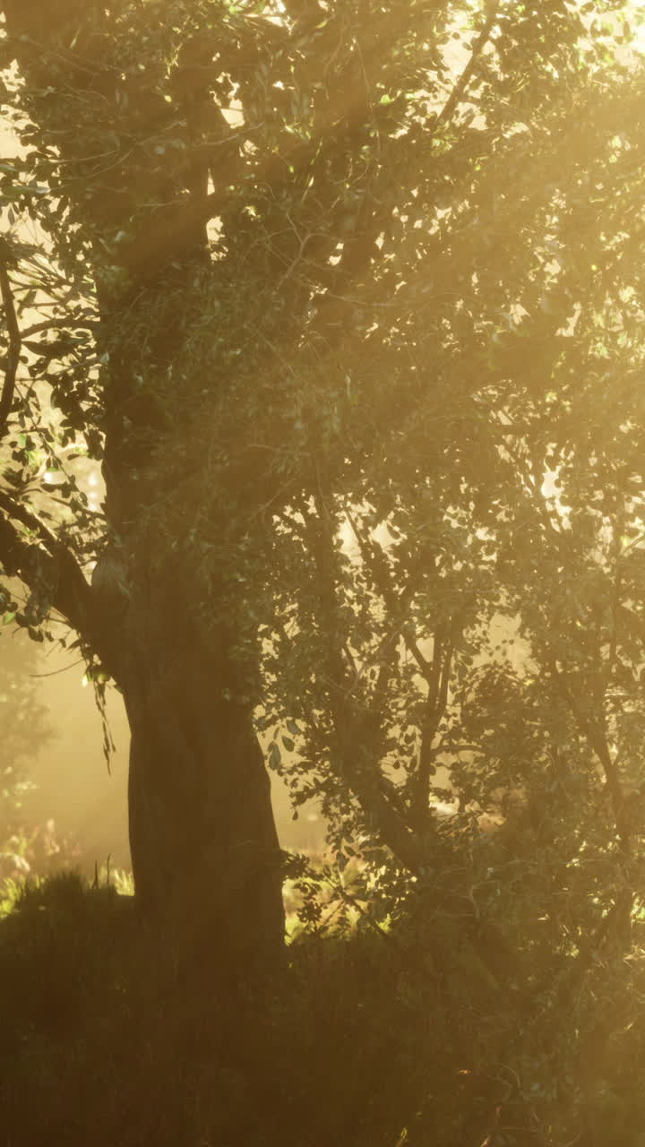 la luz del sol a través de los árboles en un bosque de niebla