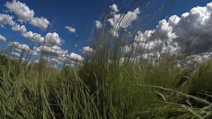 Video i lav engel af højt græs, der svajer under en klar, blå himmel med bløde skyer