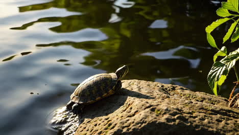 turtle basking on a rock by the water