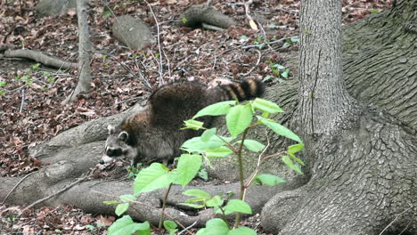 Waschbär-Schnüffelt-Und-Schaut-Sich-In-Freier-Wildbahn-Zwischen-Laub-Um