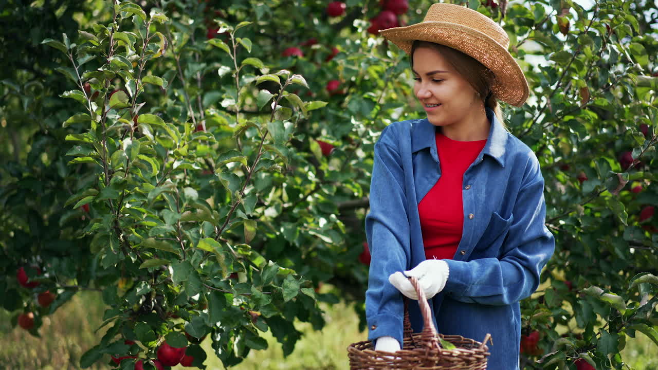 Smiling young woman in straw hat and gloves picks apples from tree. Lady takes fruit from branch and puts in into a little basket.