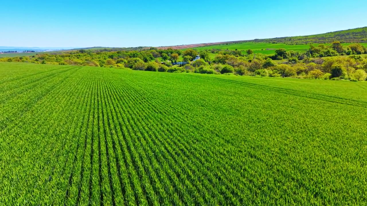 Aerial view of structured green crop field under sky. Elevated wide shot of young green cereal field rows with a distant church among trees.