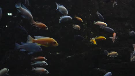 slow motion of exotic fish are swimming around in a crystal clear black aquarium in tallinn zoo. the dark black background enhances the bright, vivid colors of the fish. beauty of underwater life