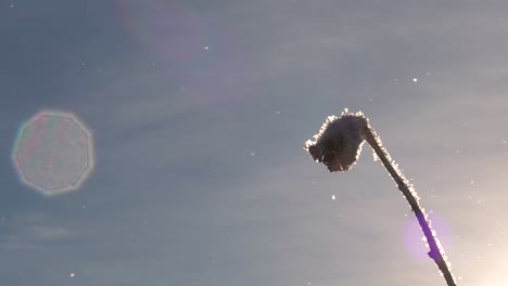 Frozen-flower-head-on-stem,-snowflakes-fly-in-wind,-nonagon-lens-flare