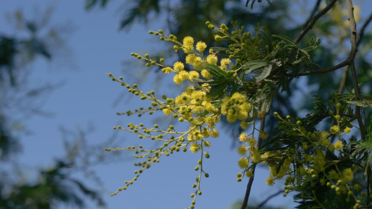 vista de cerca de las flores amarillas de una acacia contra un fondo azul borroso