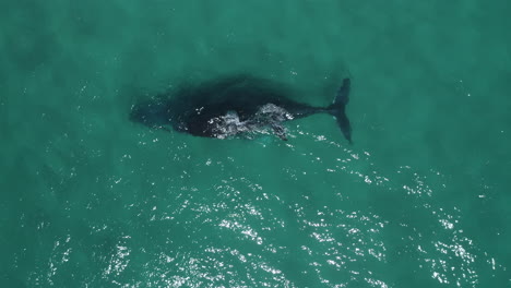 Vista-Superior-De-4k-Toma-De-Drones-De-Una-Ballena-Jorobada-Madre-Y-Bebé-Nadando-Juntos-En-El-Mar-Océano-En-Australia