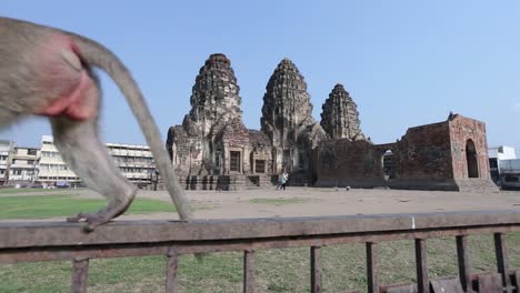 Free-Roaming-Monkey-in-Lopburi,-Thailand