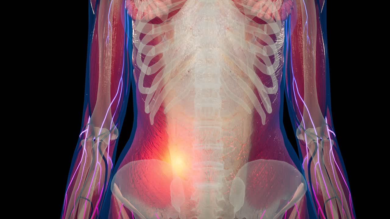 여성 몸의 해부학적 3d 애니메이션 - 피부 아래의 근육 및 혈관 구조 - 유방 해부학