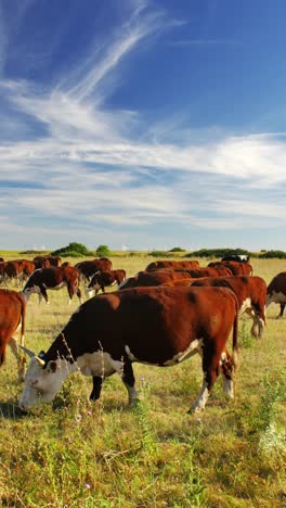 This-idyllic-rural-setting-reflects-the-simple-beauty-of-nature-and-the-quiet-harmony-of-farm-life,-where-the-cows-move-leisurely,-enjoying-their-day-in-the-sun