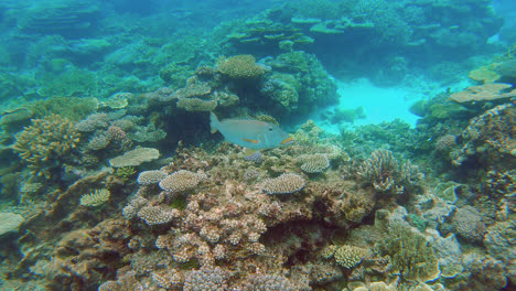 beautiful yellowlip emperor fish swimming in coral reef, lifou new caledonia