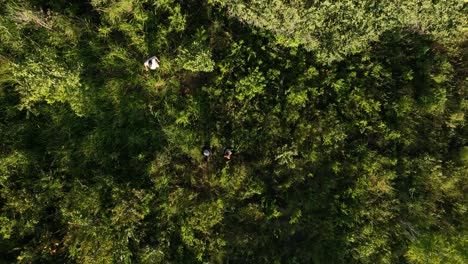 group of people, mand and woman lost, exploring dense tropical jungle and rainforestin