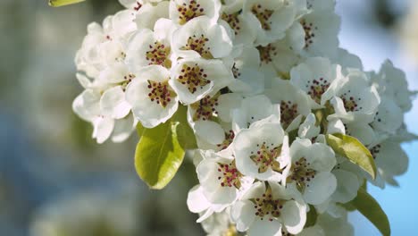 Peachtree-blossom-closeup-in-gentle-wing-breeze-spring-evening-light