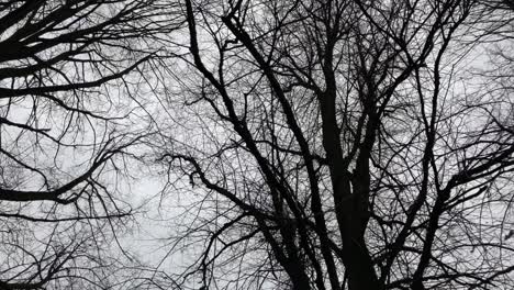 silhouette of naked tree branches in gray, cloudy day