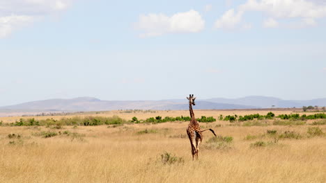 jirafa caminando por el campo en la sabana de masai mara, kenia - amplio